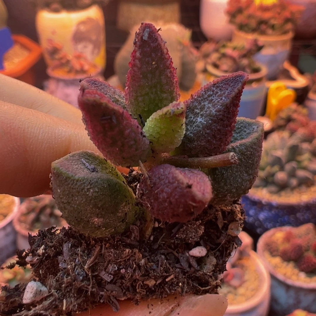 简***单一组自拍，感谢支持