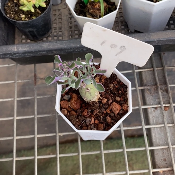 B***宝伯克利和格蕾纳等著名音乐家