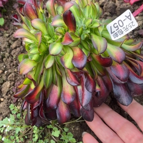 57花纳缀满25包邮多肉