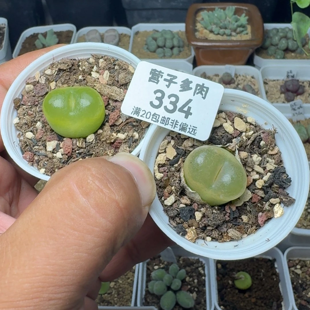 带盆土两颗O泡