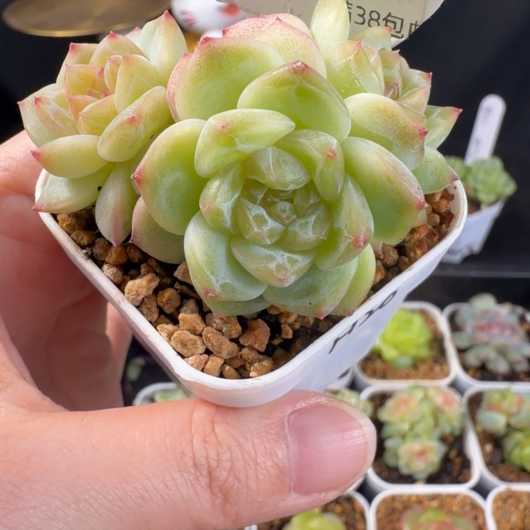 新品珍妮三头群96号