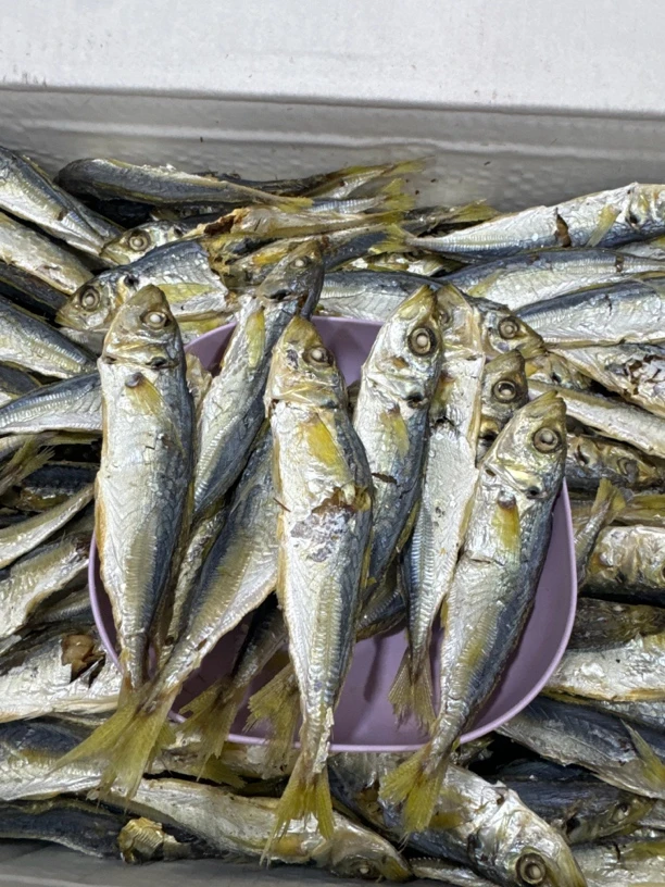 本地新鲜巴浪鱼干有头无头都有