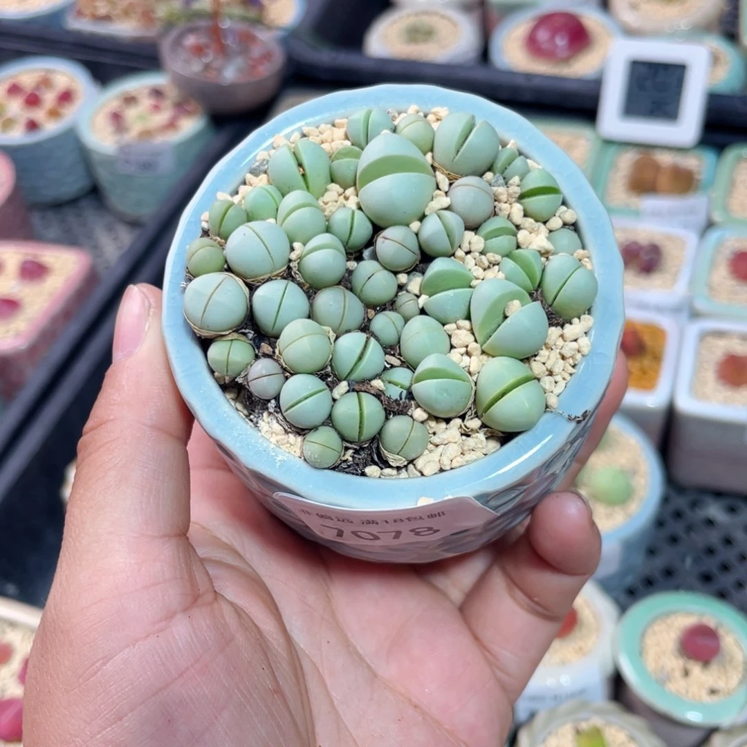 无花朵7193--一物一拍 带盆