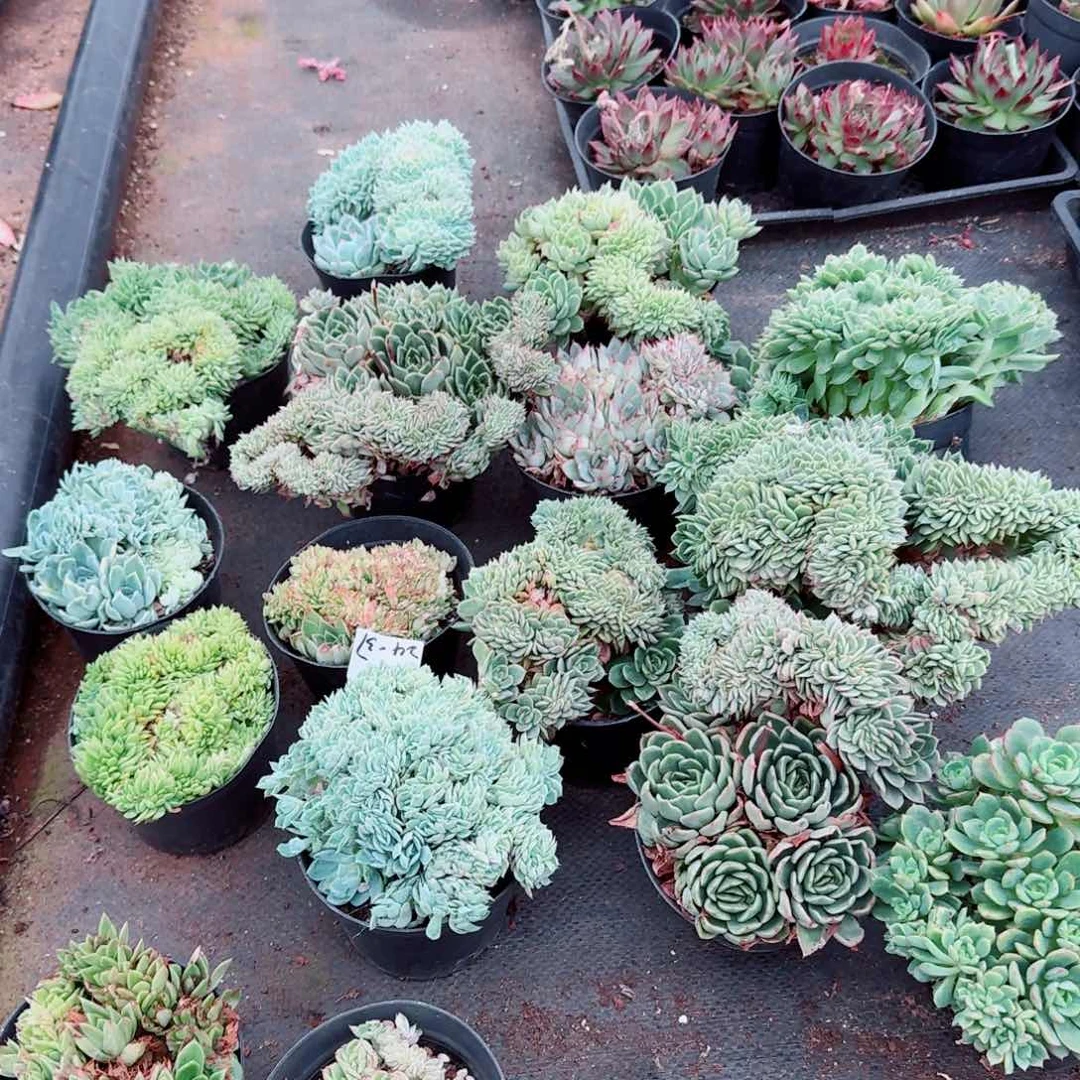 多肉杂交两颗量拍24-37