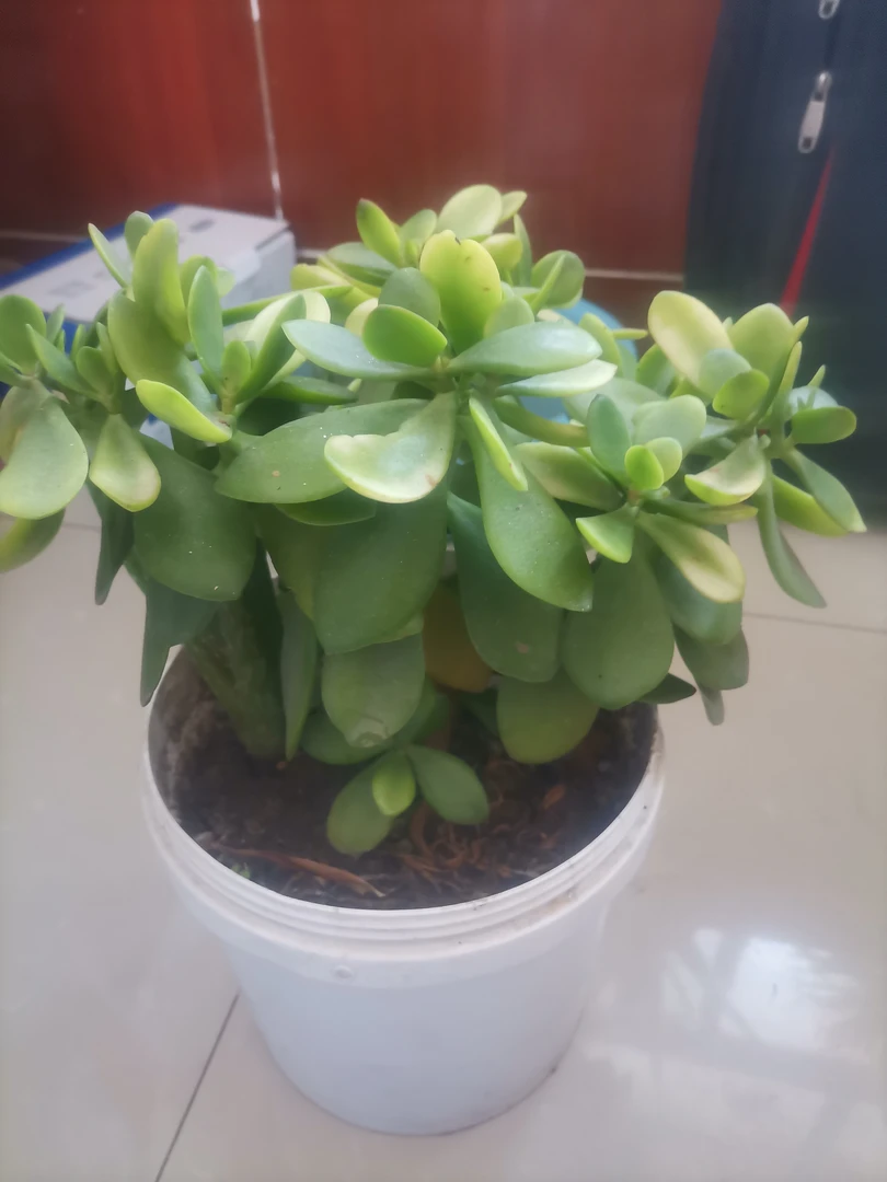 玉树老桩盆栽多肉室内外好养四季常青净化空气绿植