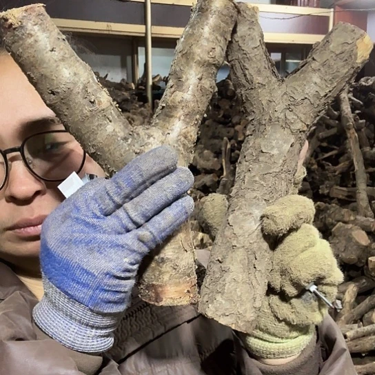 香榧木万**新火琉璃的毛料摆件