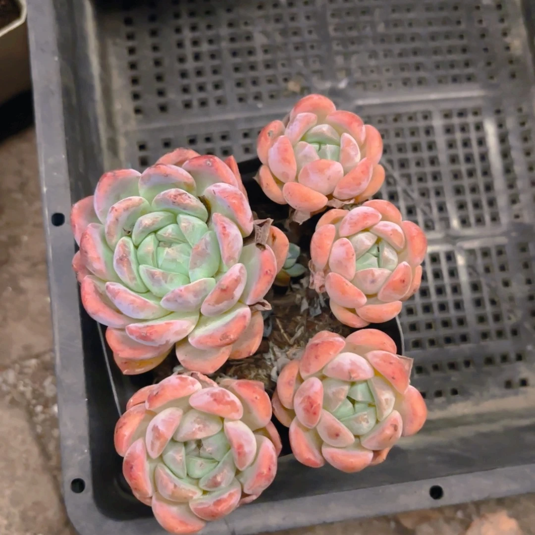 晴***宝云梦胭脂10cm新疆包邮