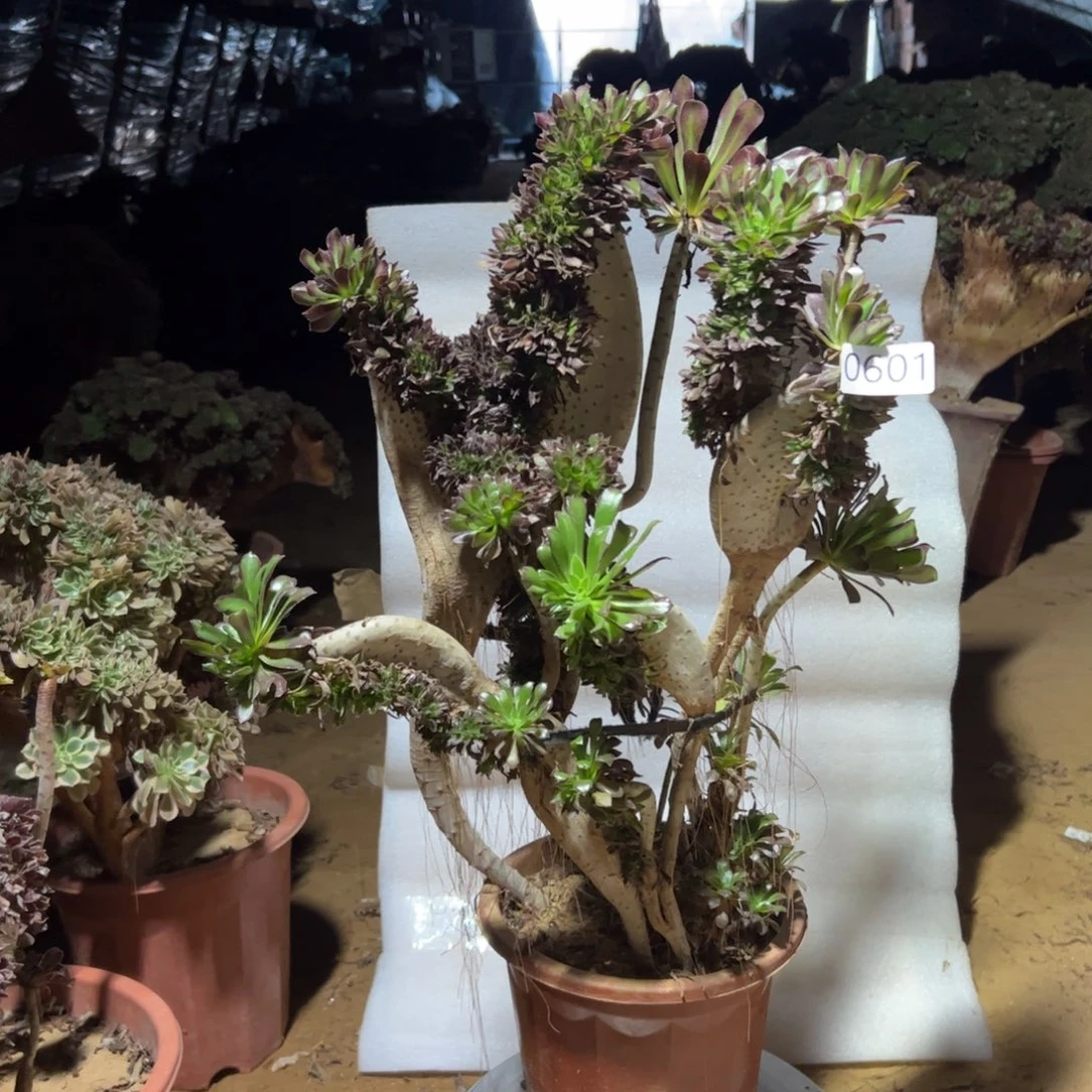 有伤黑缀601高度47厘米