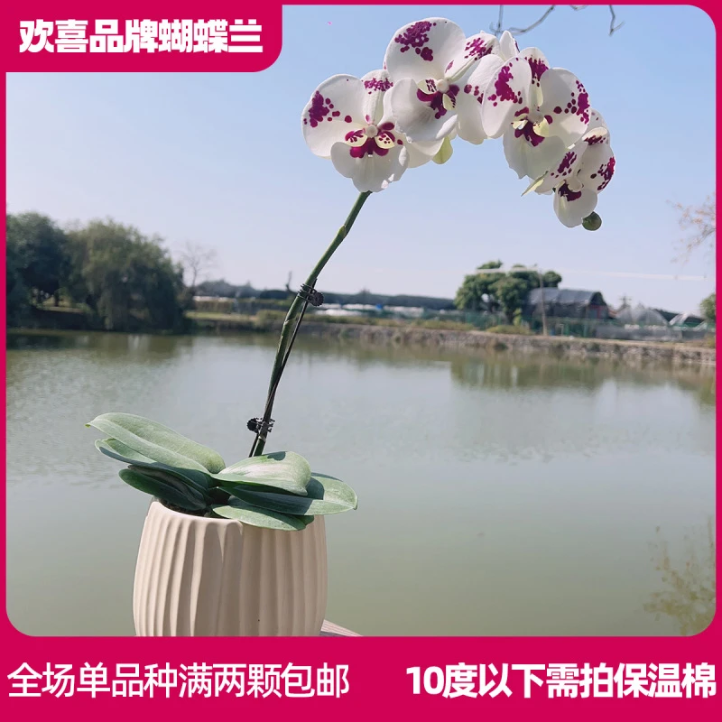 【大乳牛】蝴蝶兰室内客厅养 带花发货