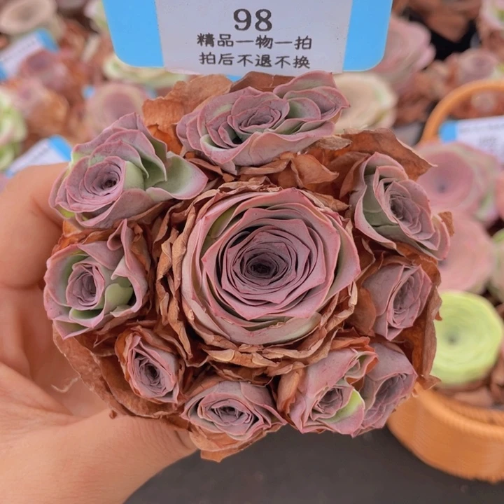 山地玫瑰98断枝不包损不售后