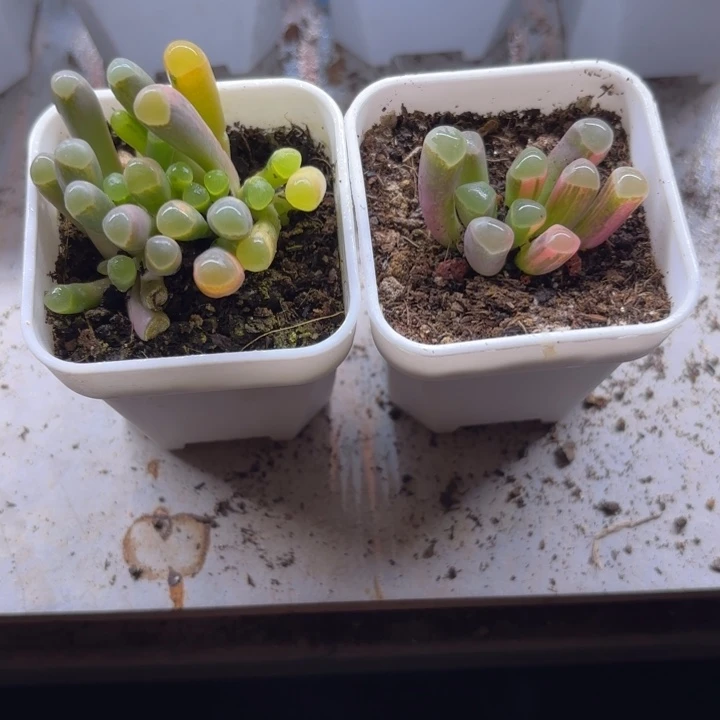 小*多肉植物锦，一物一拍