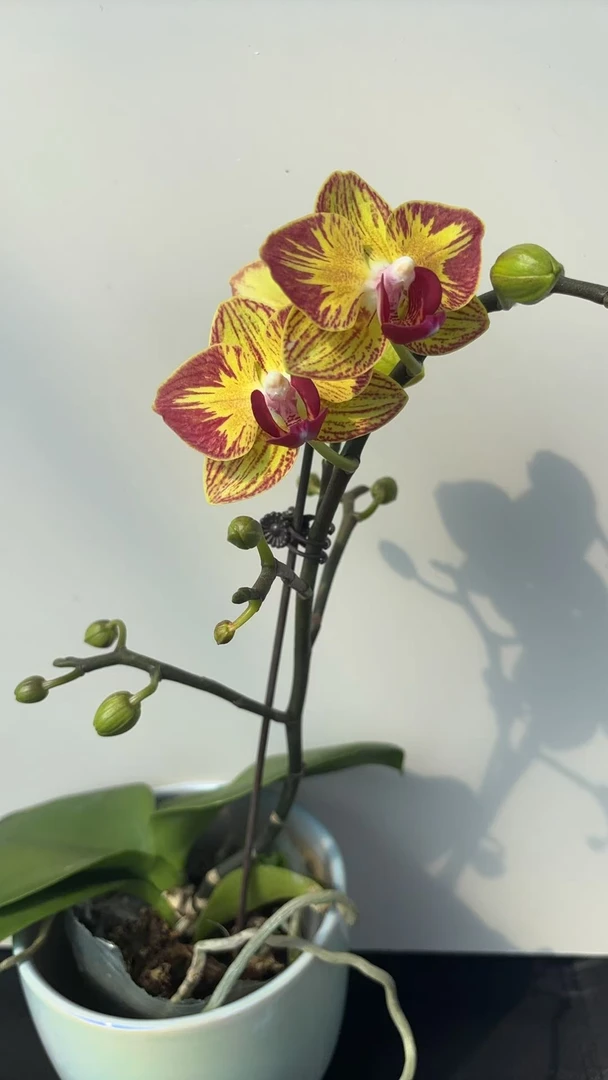 【金丝雀】花不晚精品蝴蝶兰 带花带花苞室内花  高端大气 花期长