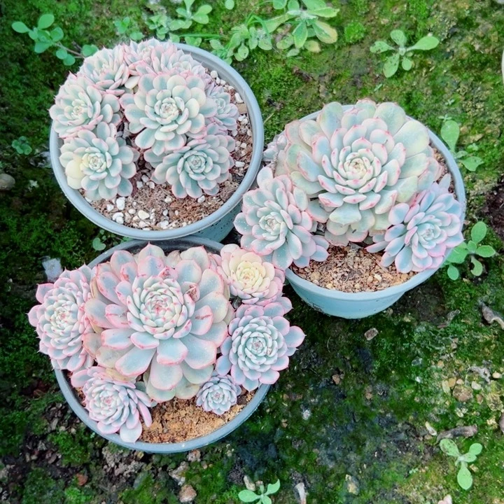 精品多肉植物老桩随机发一棵姬林锦