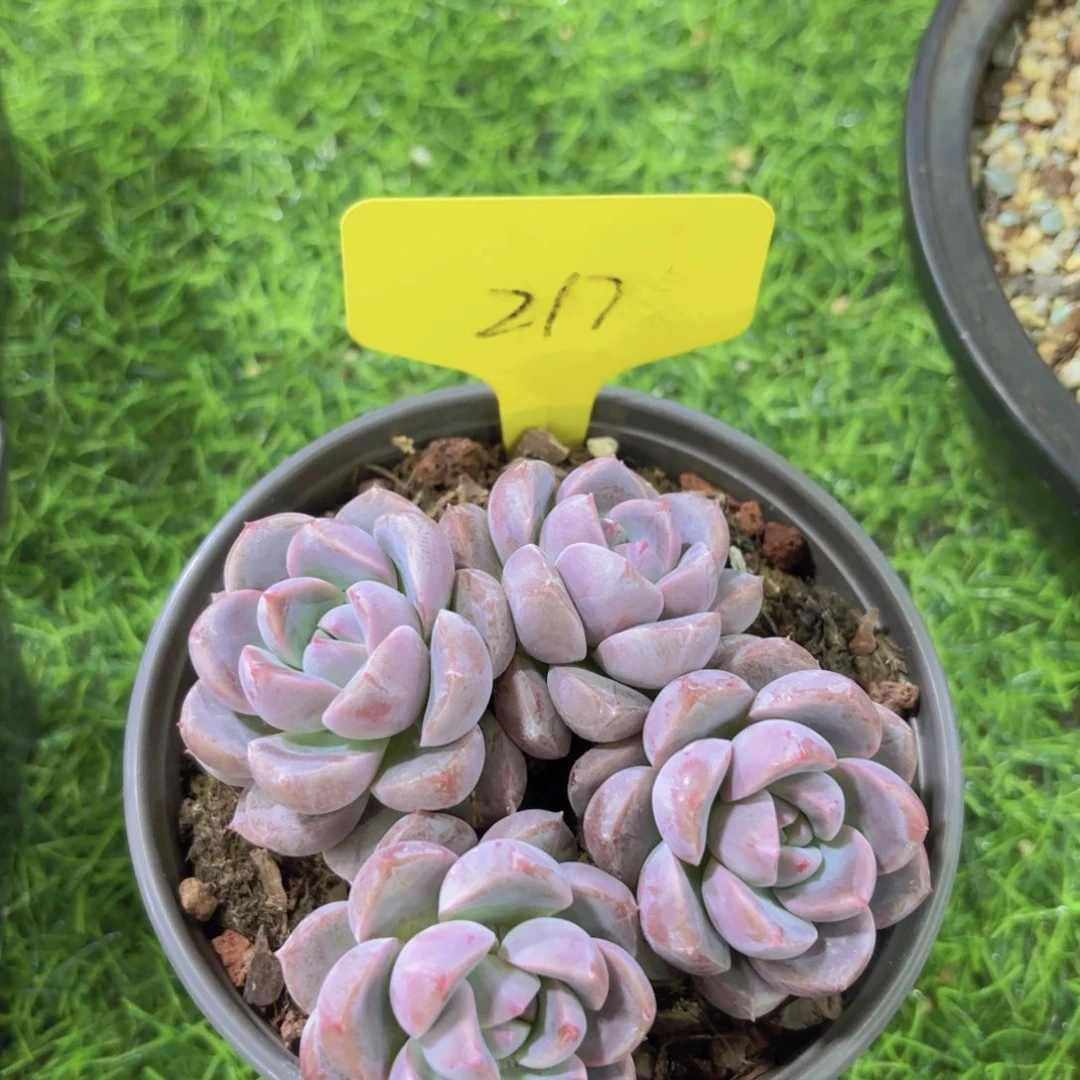 轻**写我的小可爱们都好可爱