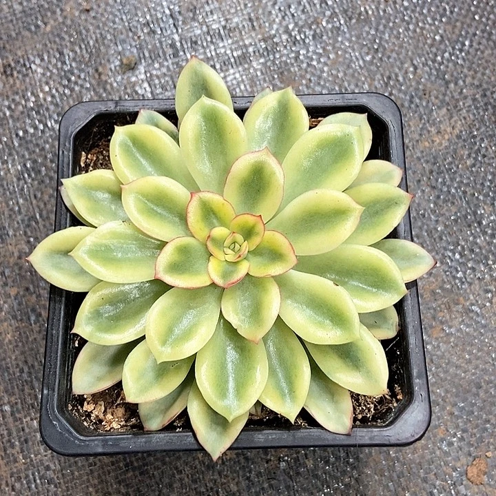 紫梦锦多肉植物 偶然间