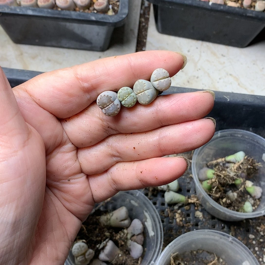 格**者B185多肉植物保护