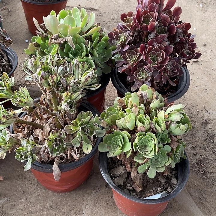 4棵玫瑰玫瑰玫瑰玫瑰
