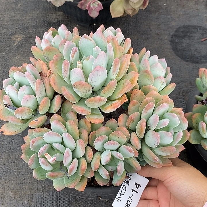 好***来记得拍冷链灰姑娘14