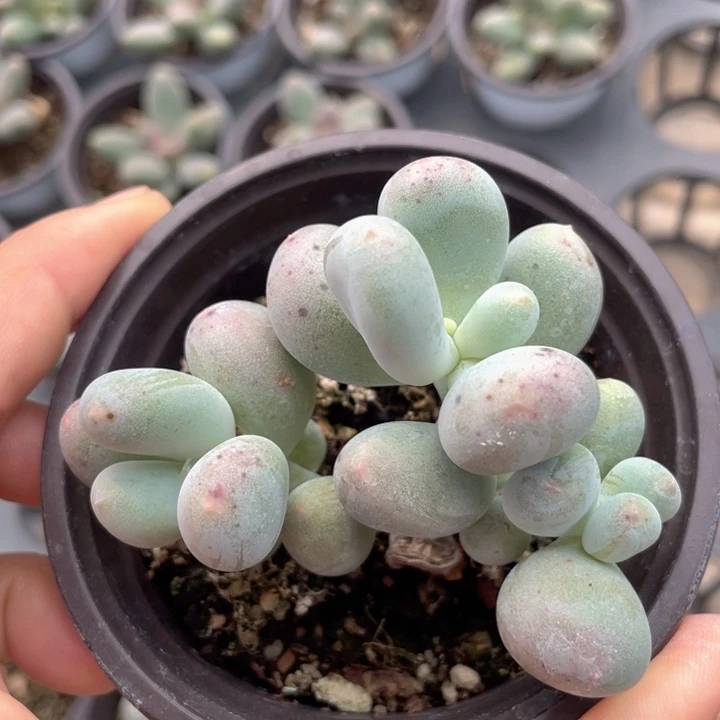 一物一拍满18包邮