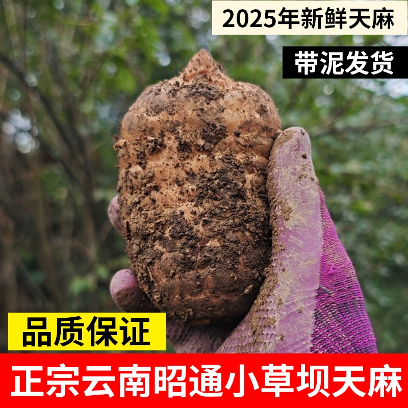 正宗云南小草坝新鲜天麻现挖现发新鲜带泥原产地直销食用天麻新鲜