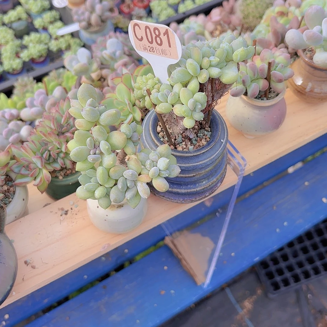 爱***）C081两颗一物一拍111