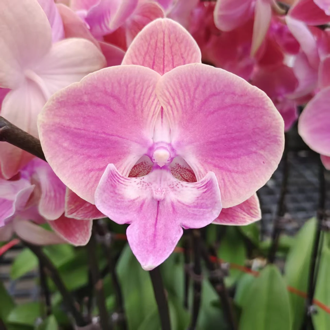 蝴蝶兰【3.0寸唯美】中大花型 粉色系 梦幻浪漫 室内高端花卉