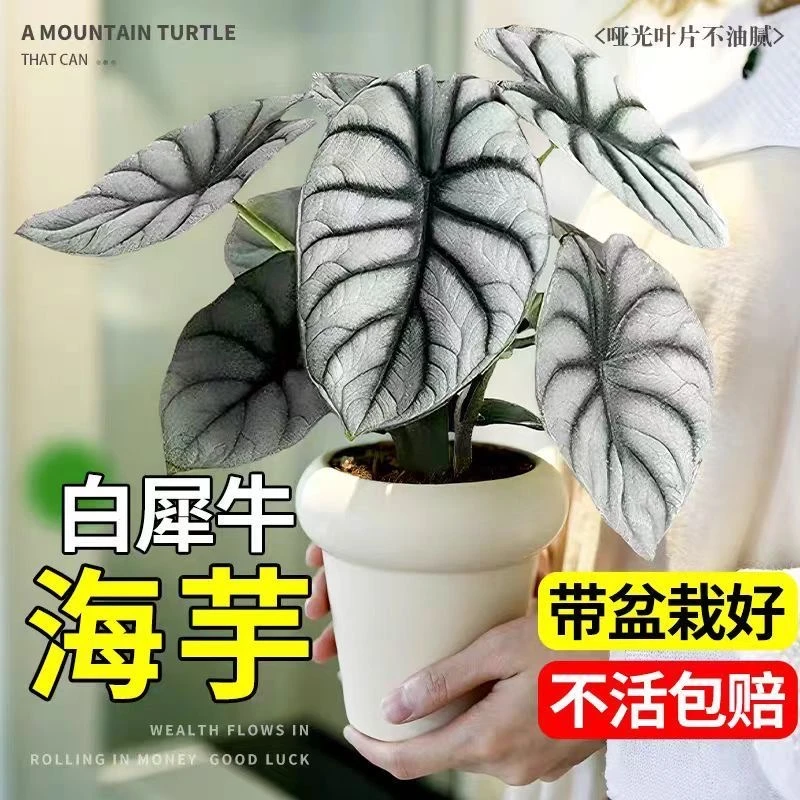 白犀牛海芋盆栽稀有办公室内茶桌面观叶耐阴开花卉绿植物好养易活