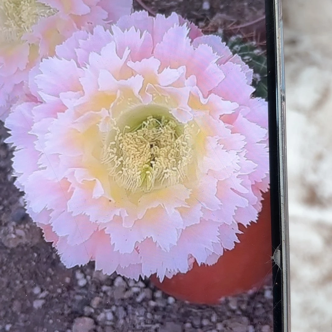 彩草青青颜如玉6-6.5公分左右