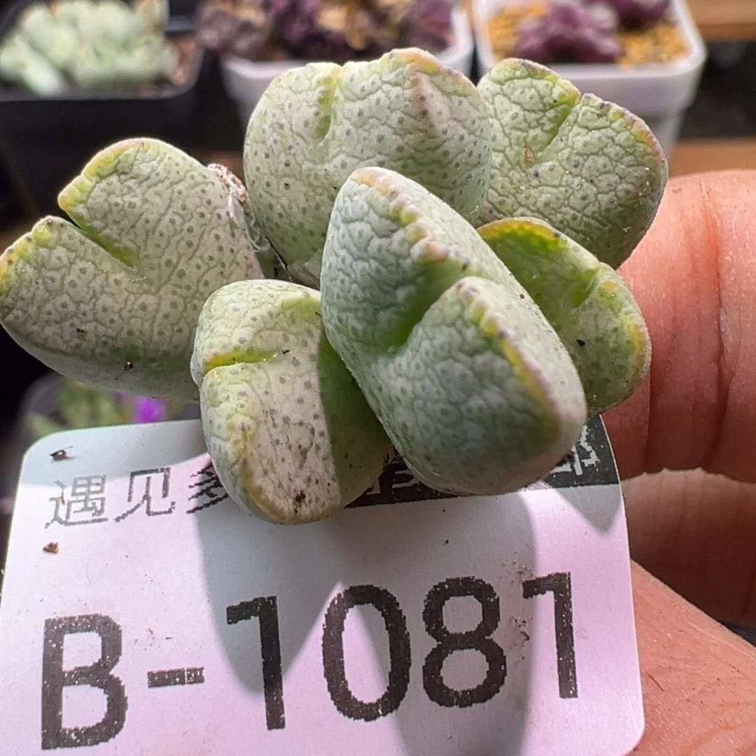 多肉植物1111111111111
