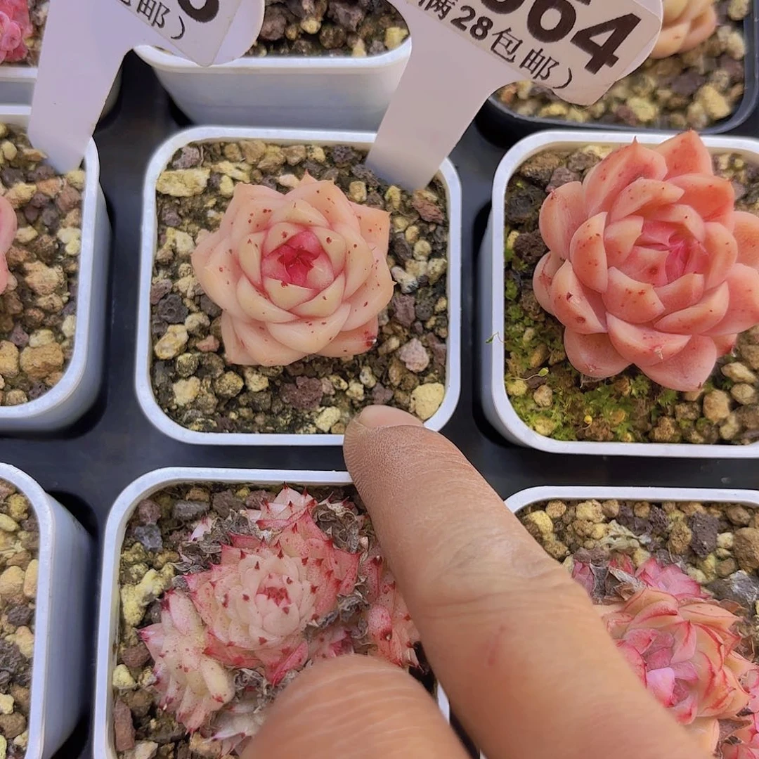 A864麦秆一物一拍