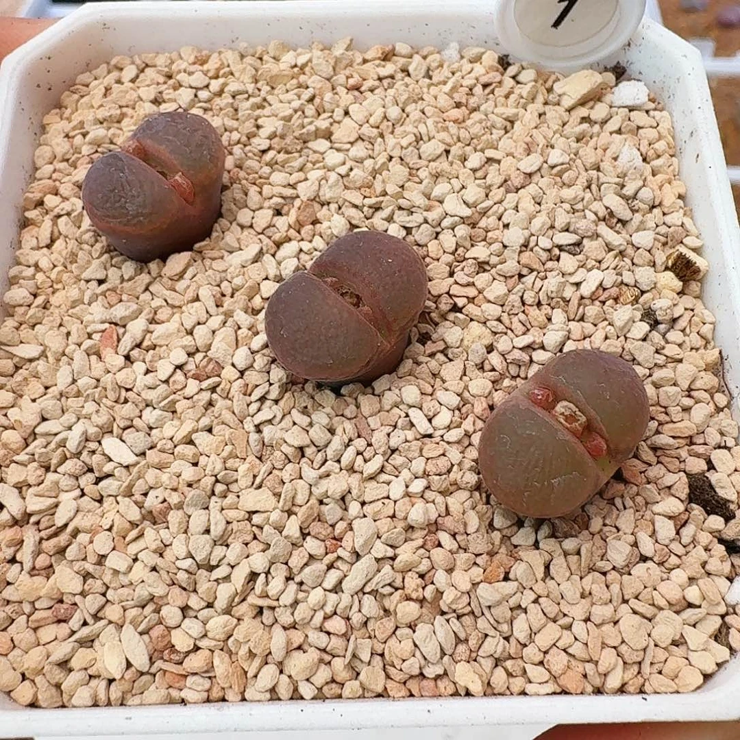 多肉植物福利风铃流沙玉1