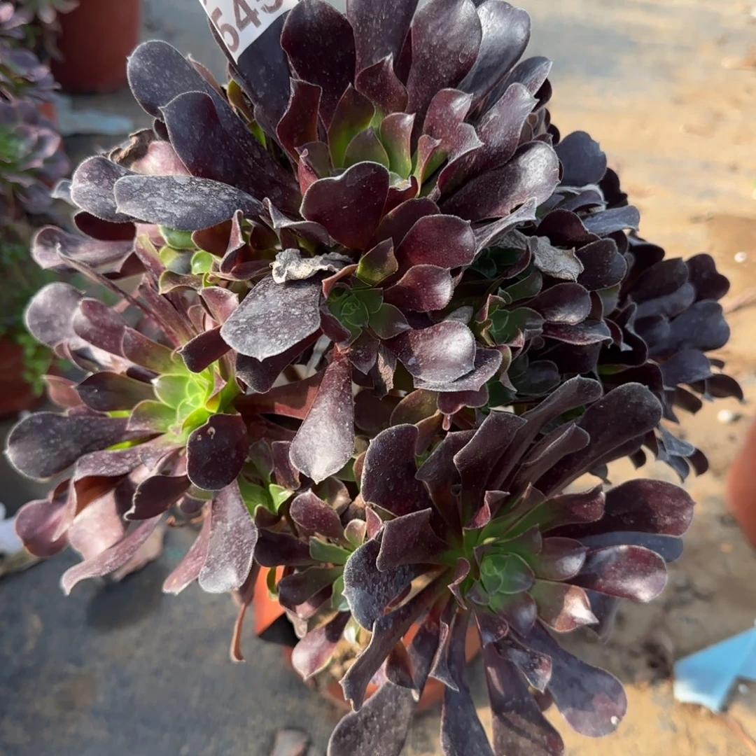 梅花博迪545满20包邮断枝不包