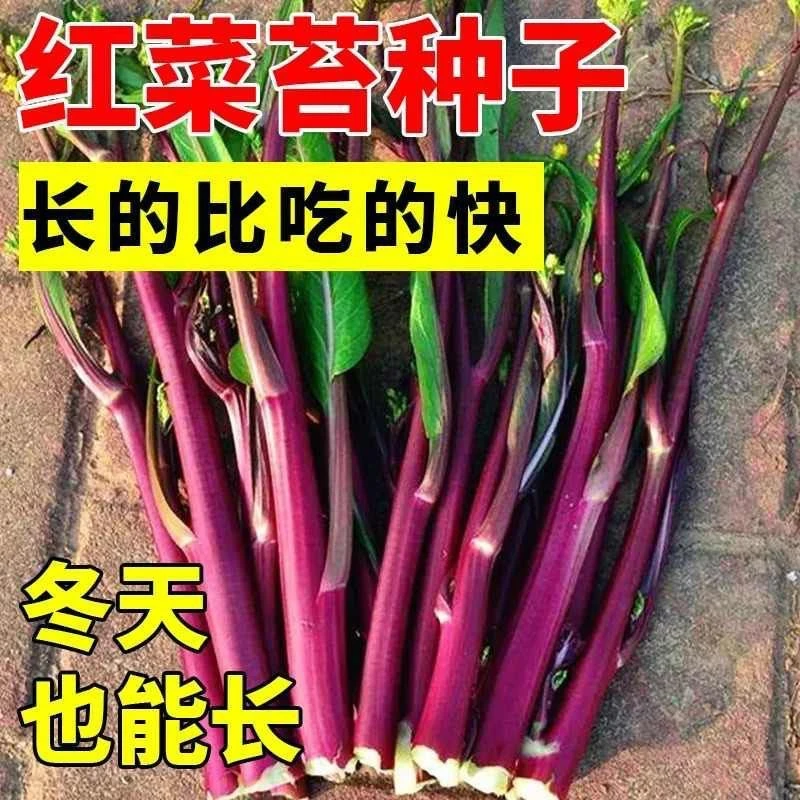 十月红菜苔种子改良高产红油菜苔秋季种植阳台抗病寒过冬蔬菜种籽