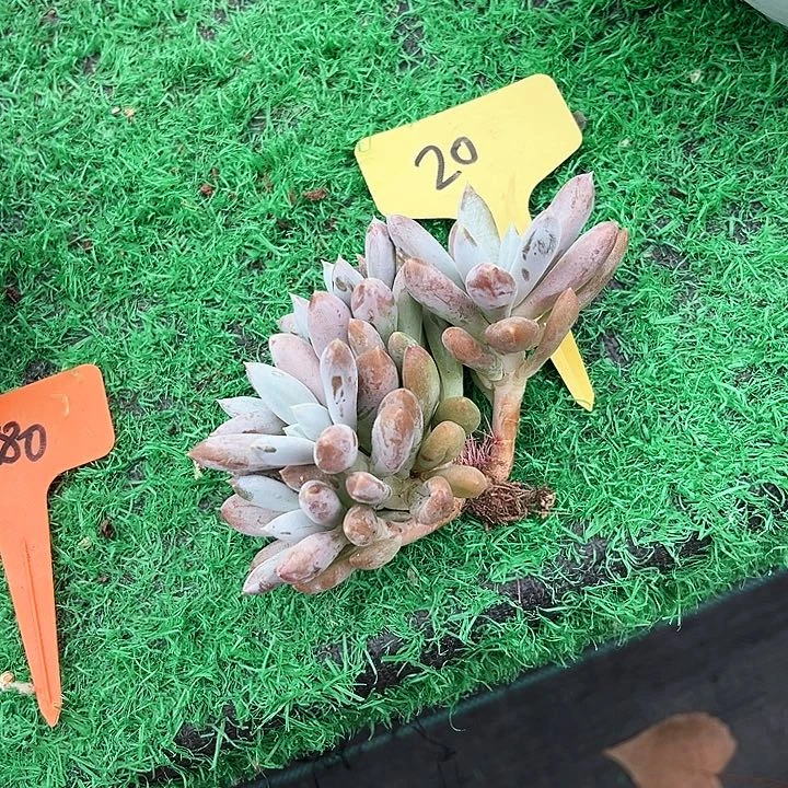 畅***胖哥特20号码牌子的话题