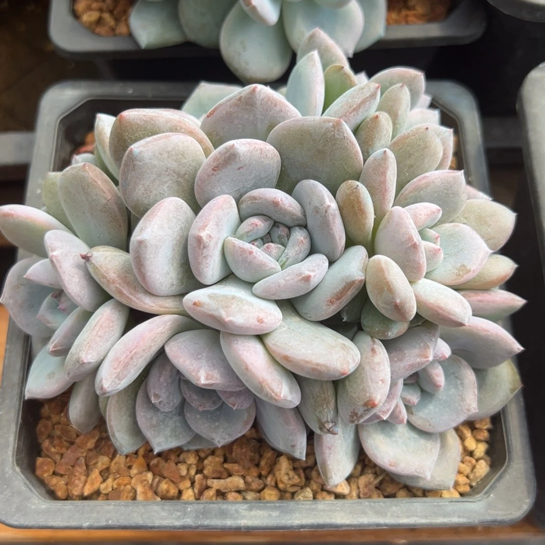 顺****利新年快乐 新年快乐 新年快乐