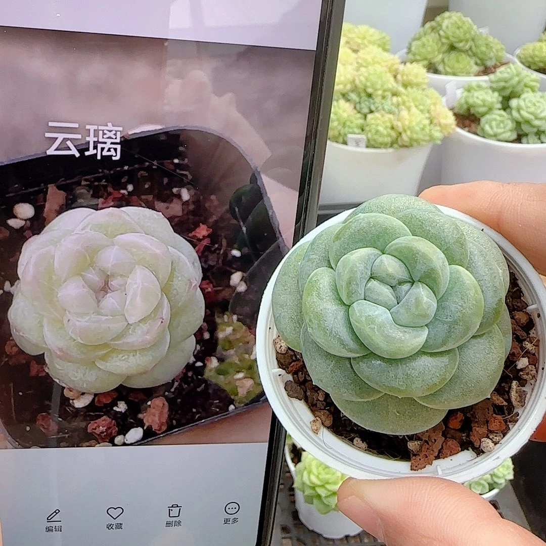 【闪购商品】0924-16云璃