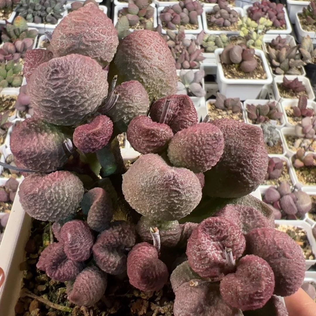 十方盆水蜜桃多头纯木质桩多肉植物