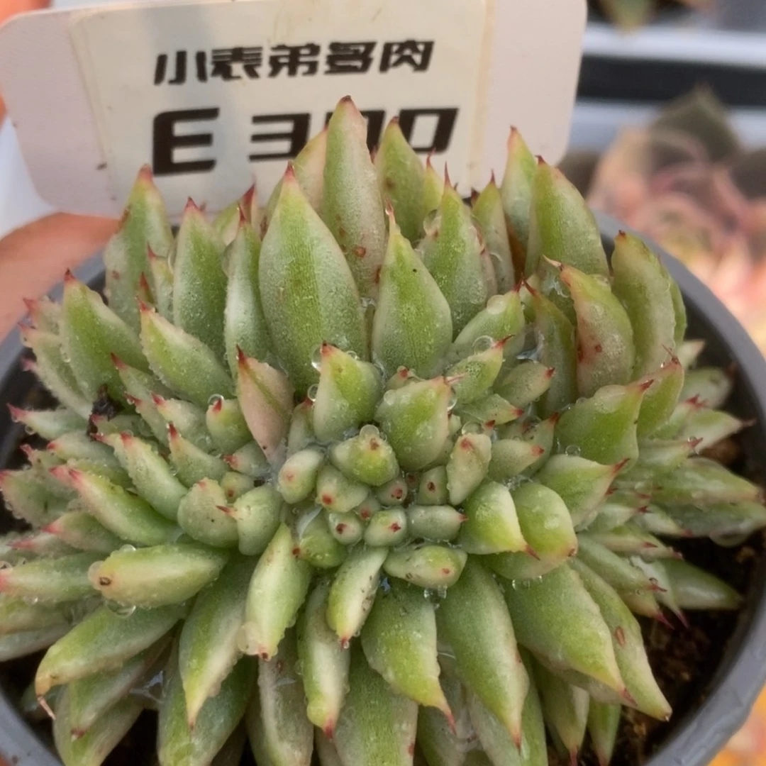 390东云杂缀h h h h s