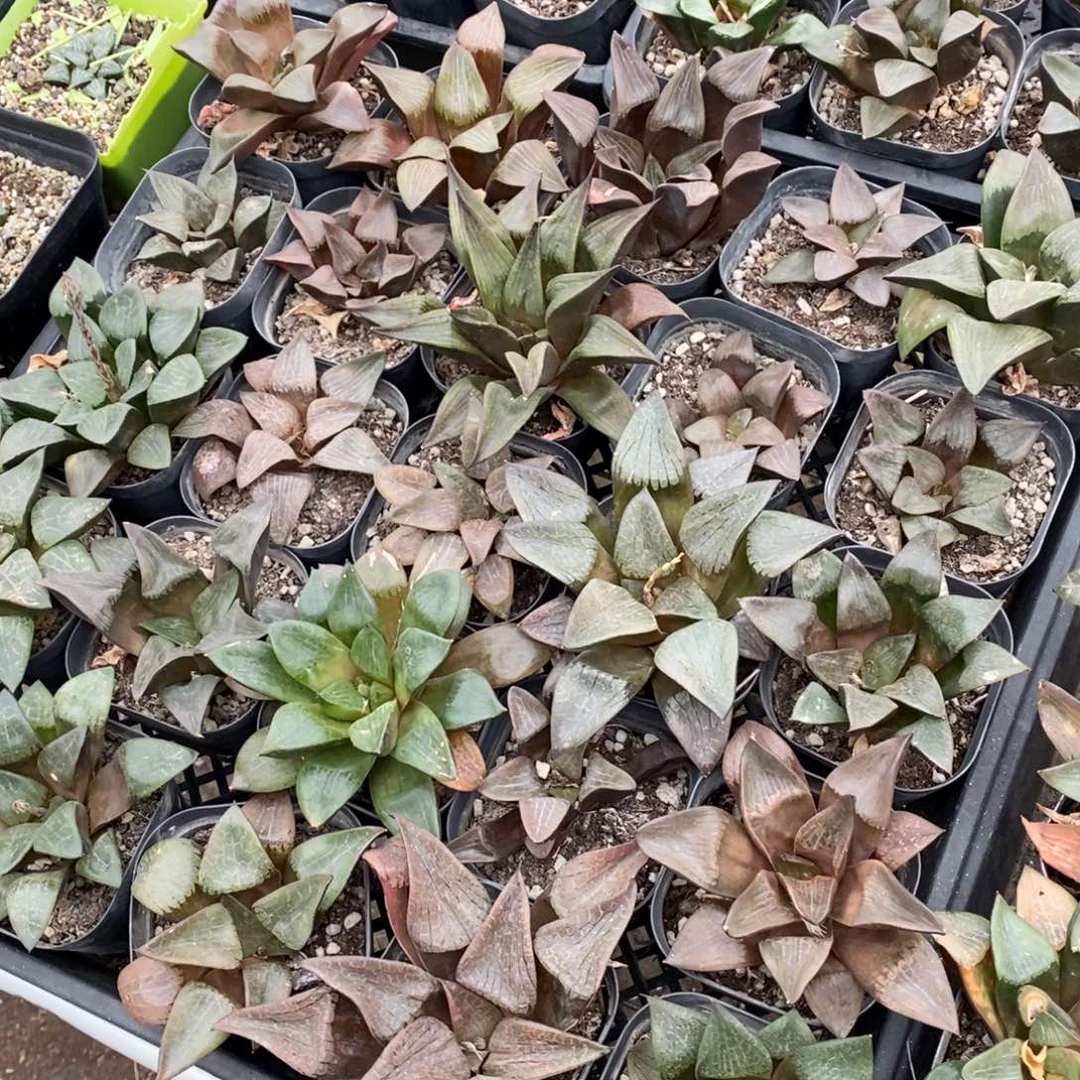 3119 一盆实生大寿 元旦整点福利