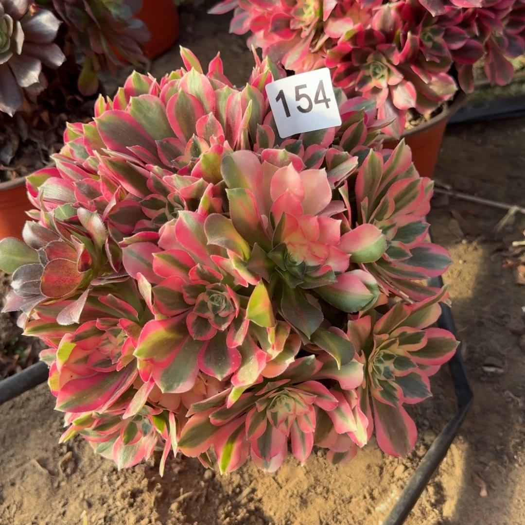 花脸粉女郎法师多肉154号法师多肉