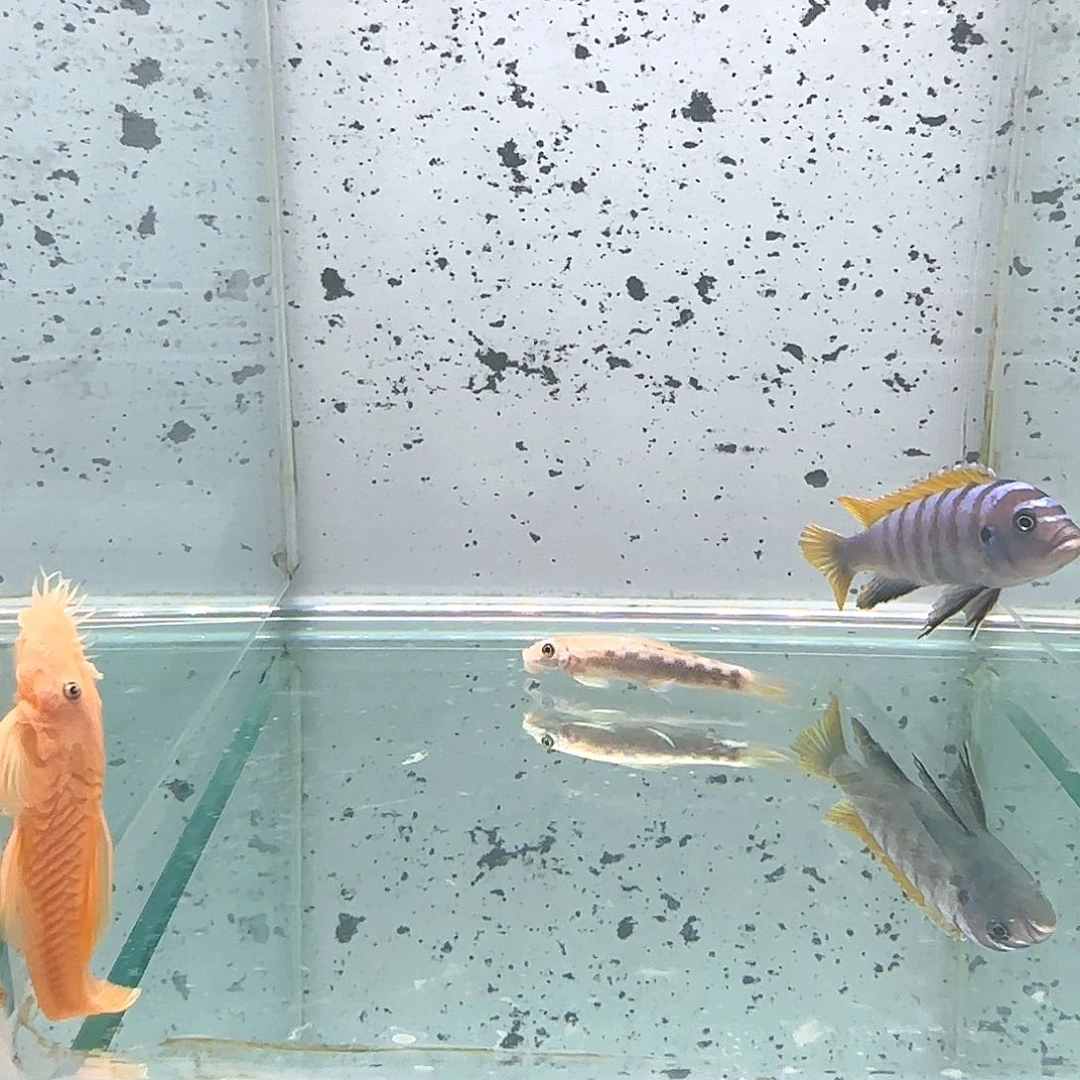慈鲷一***落野杰罗焦1135