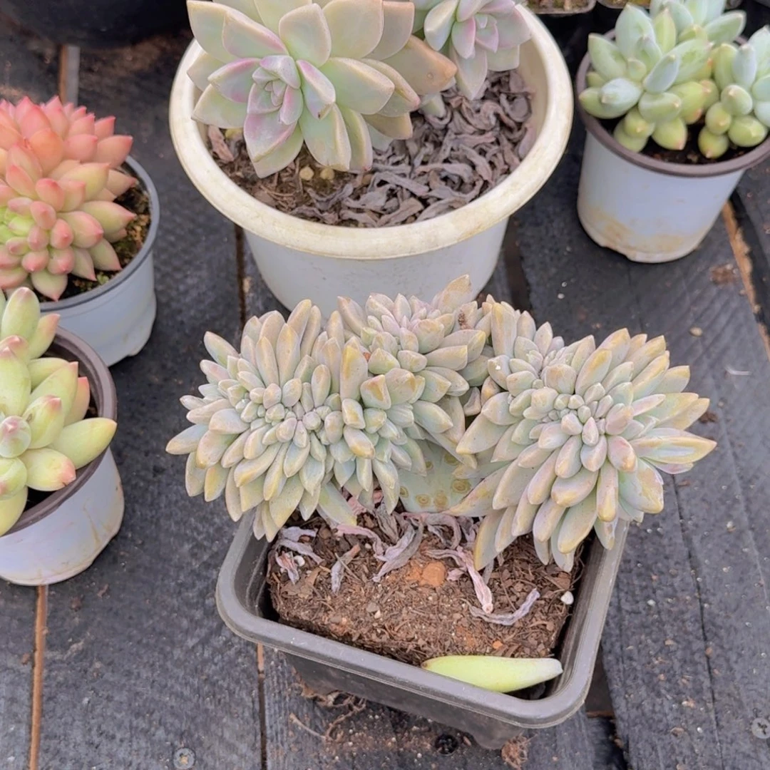 淡雪板缀一物一拍