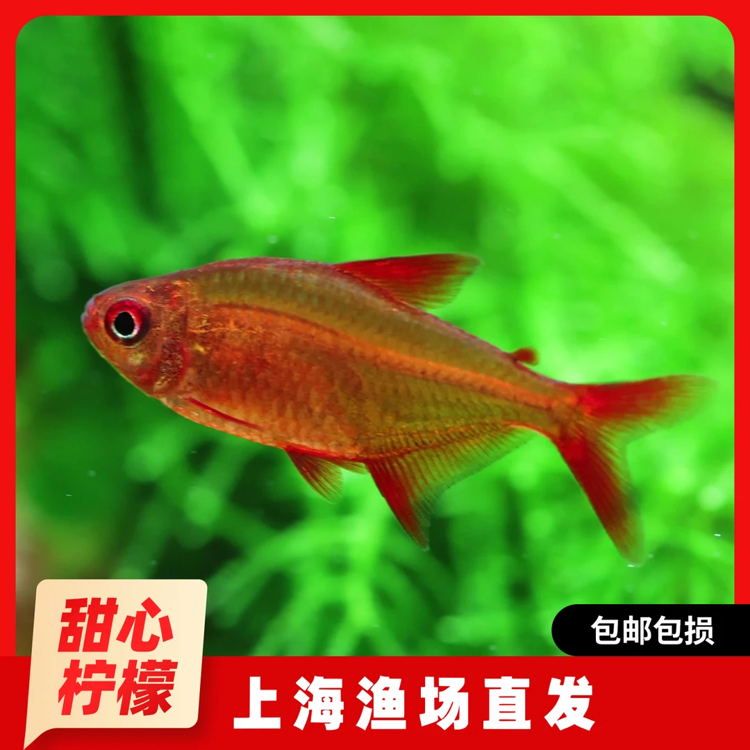 甜心柠檬灯鱼巴西南美灯鱼超级甜心柠檬热带观赏草缸群游活体鱼