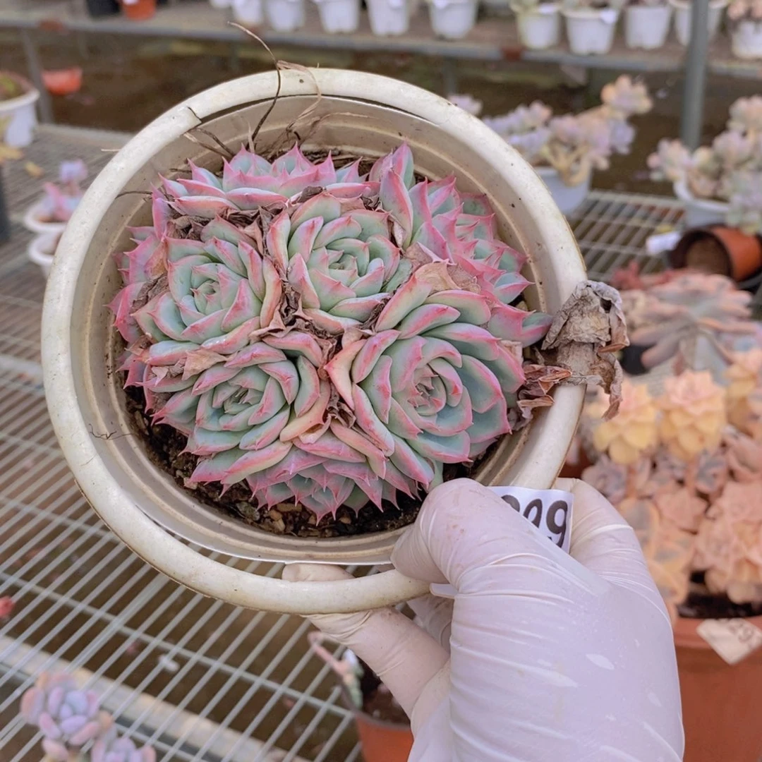 8299侧影手捧一物一拍