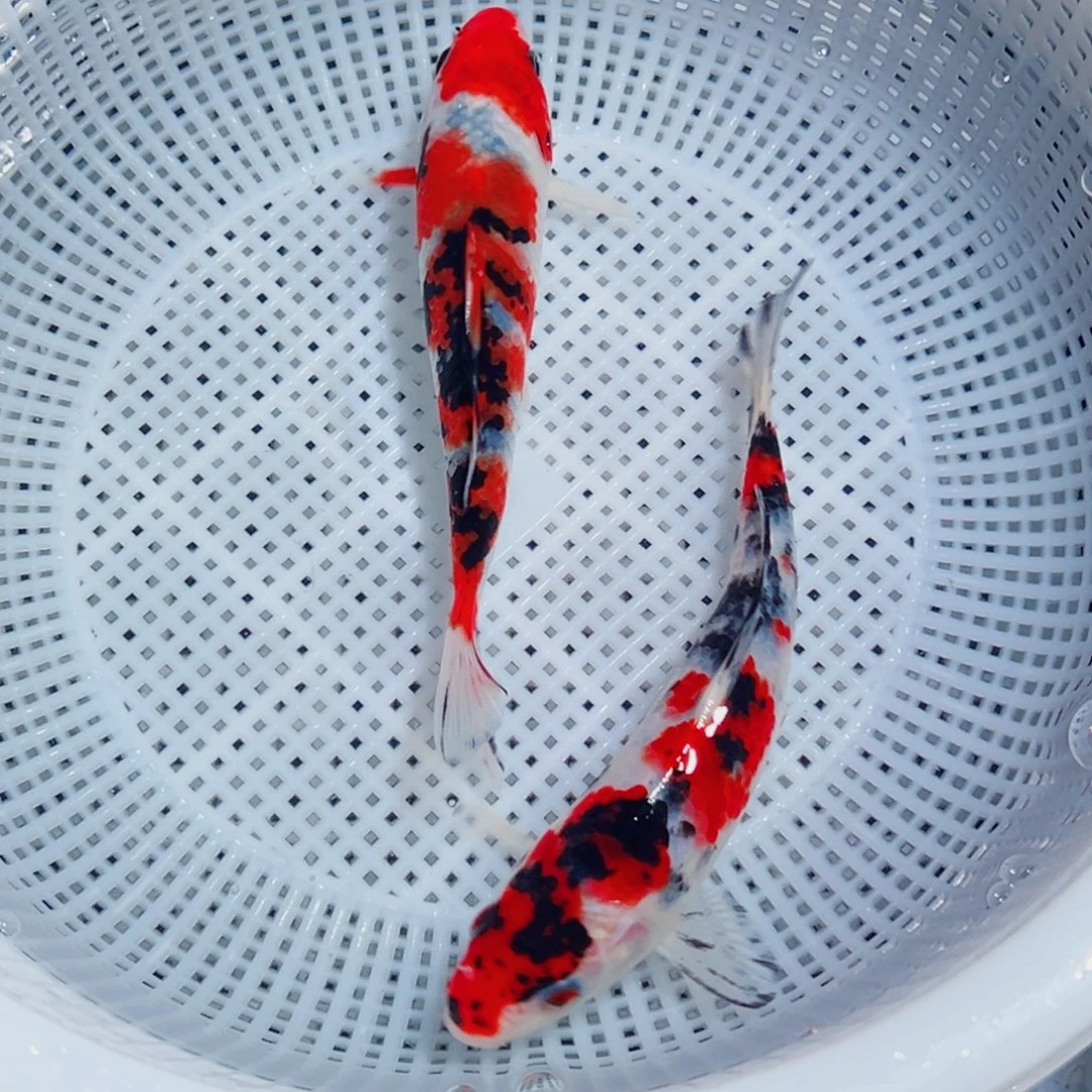 锦鲤锦鲤观赏鱼1111