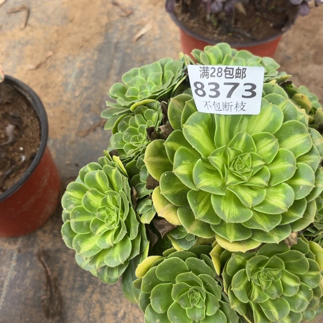 翡翠琉璃多肉植物11-8373