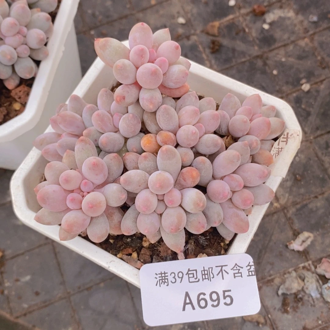 婴儿手指老桩8cm695多肉植物