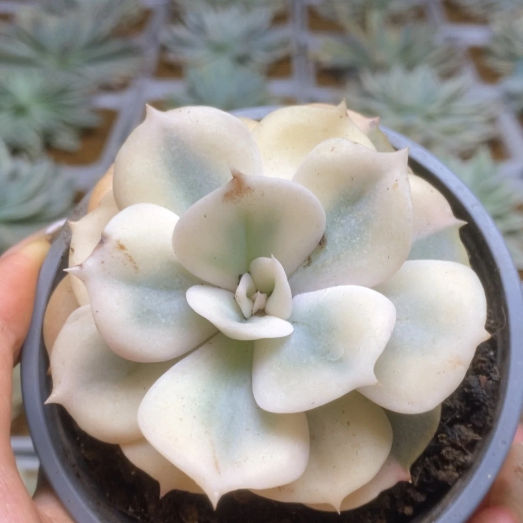 119啦啦啦啦啦啦啦啦啦啦