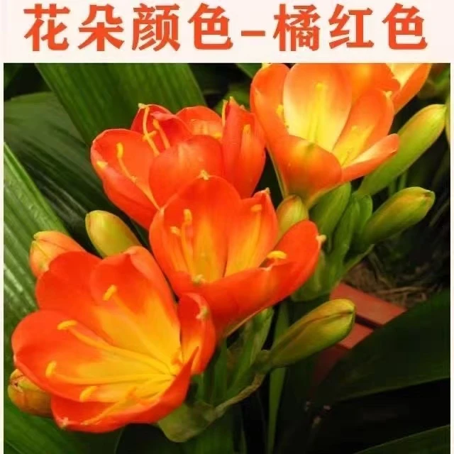 基地直发带花苞君子兰国兰花卉绿植物室内外四季好养不死高档盆栽