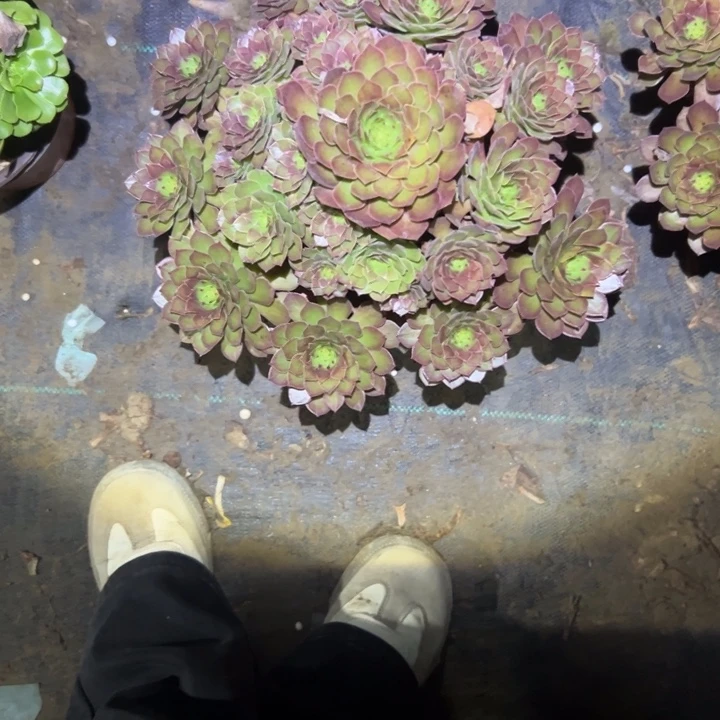 不包侧枝一物一拍14